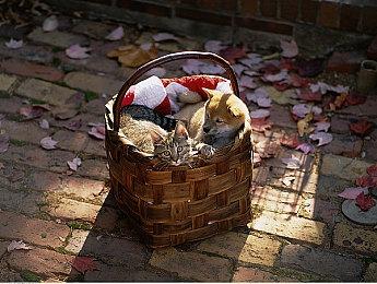 欢乐多人游戏周限时开启！上蒸汽平台一起多人同乐