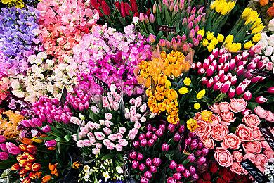 《罗蕾莱和雷射眼》发售日预告 5月17日发售